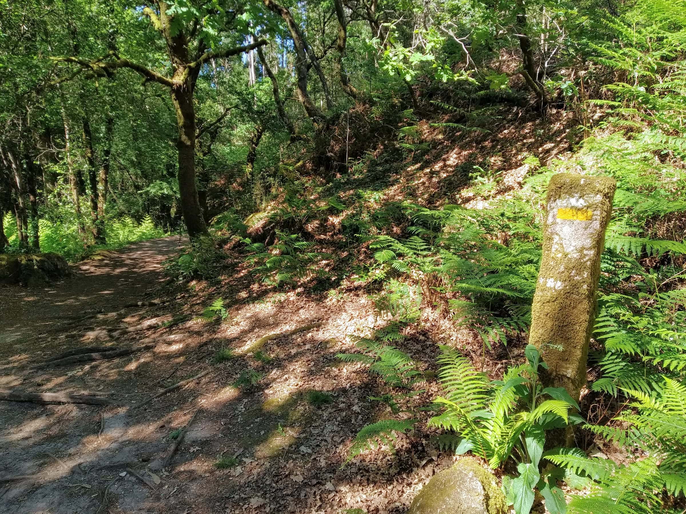 Sendero de la Ruta da Pedra e da Auga entre helechos, con un mojón del Camino, en la Variante Espiritual